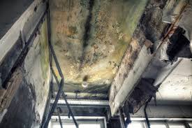 Best Forensic Mold Investigation in Matheny, CA